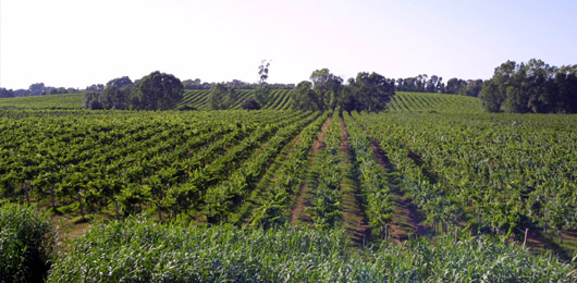 pietra-vigne_1.jpg