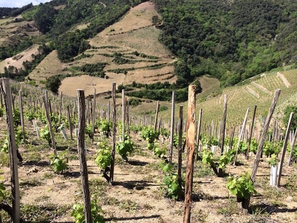 Voge vineyard 2014.jpeg